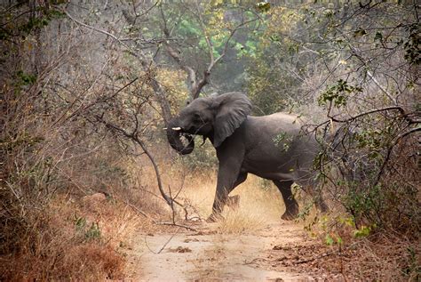 Der Yankari Nationalpark: Ein Paradies für Tierliebhaber und Abenteurer!